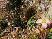 17 Albero di Natale naturale con fiori di 'Rosa di Natale'